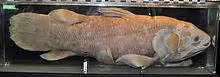 Coelacanthiformes — Wikipédia.